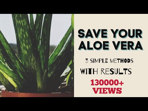 Video: Aloe Vera Diseases: How To Save Aloe If The Roots Are Rotten? Why Do The Leaves Of The Plant Turn Yellow And Dry In Winter? What If The Flower Rots In The Pot And Dies?