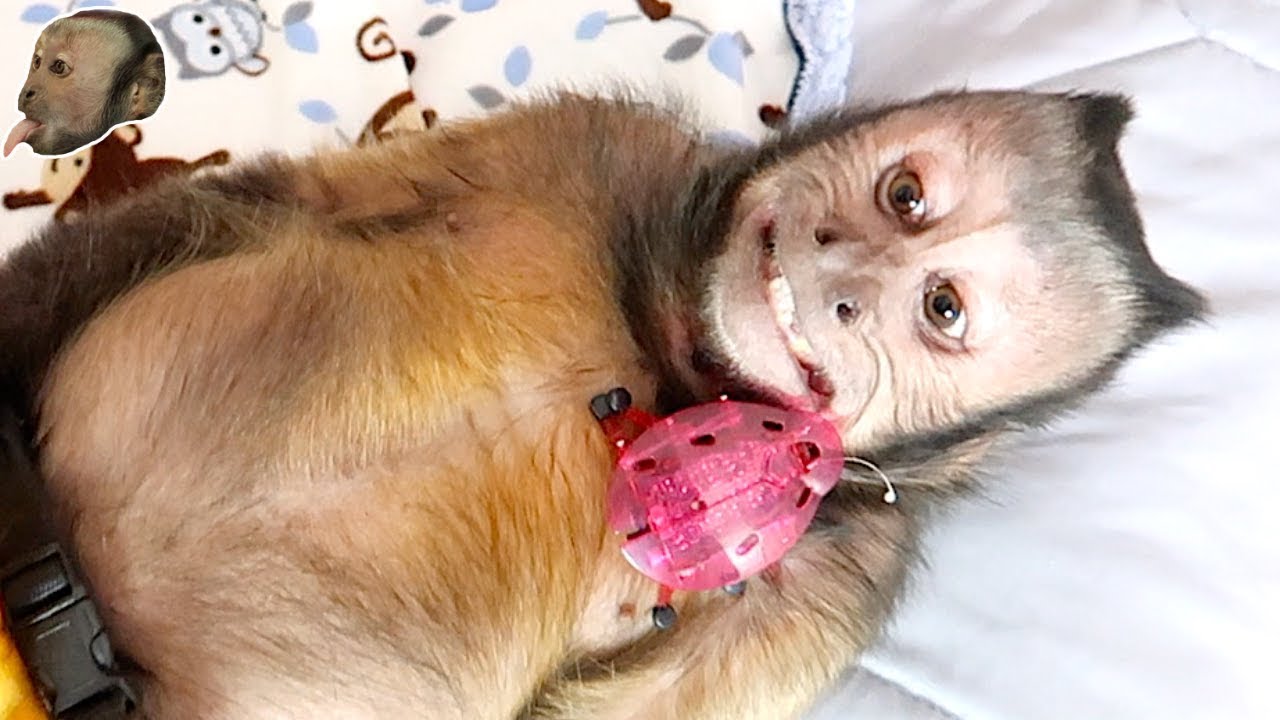 monkey laughing video download Monkey FUN Hex Bug Party! (CUTE)