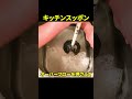 【祝150万再生】排水が詰まってる人すぐ見て！誰でも出来る！ラバーカップ(ボンテン)で排水溝つまり抜き【キッチンシンク・トイレ便器・お風呂・洗濯機】#Shorts [大阪]