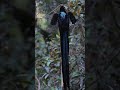 చూడగానే షాక్ అవుతారు! 😱 Black sickle bird