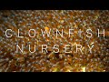 CLOWNFISH NURSERY (NEMO EGGS) - LUMIX LX10 Underwater Macro - Amed Bali