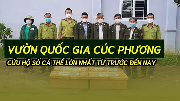 Vườn Quốc gia Cúc Phương cứu hộ số cá thể lớn nhất từ trước đến nay