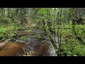 5 hours of river sounds & forest air🌿 Recorded deep in the highlands⛰️