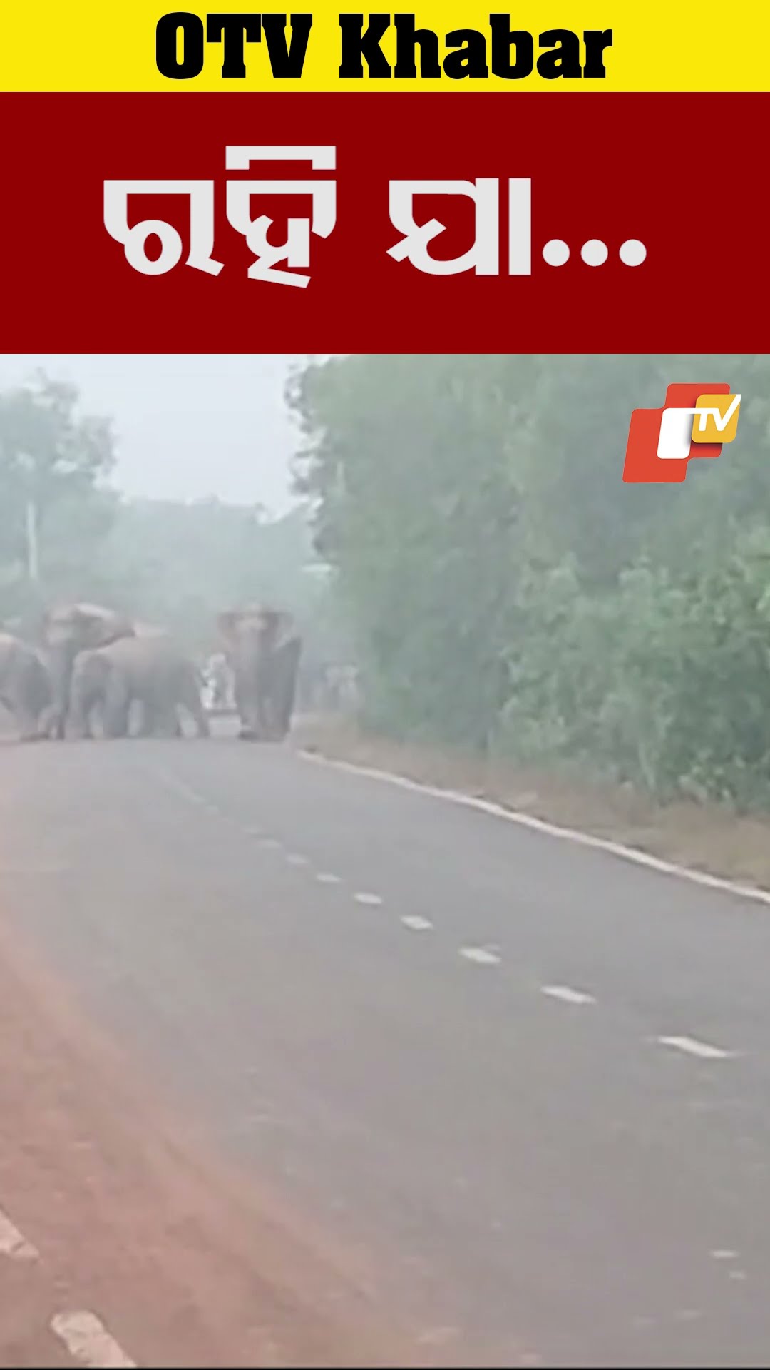 ରହି ଯା, ରାସ୍ତା ପାର୍ ହେଉଛନ୍ତି ହାତୀ