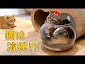 誕生日ボーイに猫用金魚鉢をプレゼントしたら可愛すぎました!