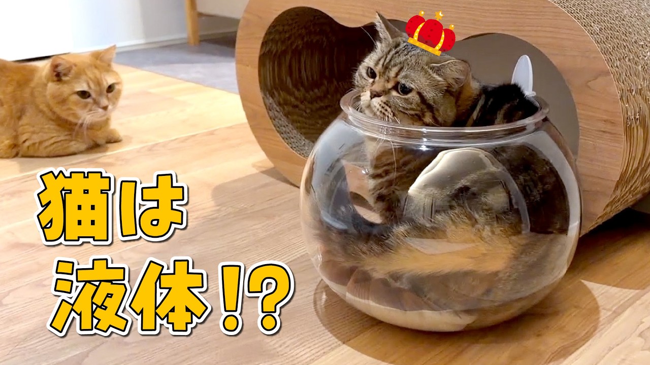誕生日ボーイに猫用金魚鉢をプレゼントしたら可愛すぎました!