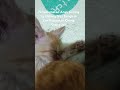 ADOPSI KUCING LIAR BANTU JEMPOL LONCENGNYA#SHORT VIRAL