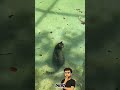 Il est sous l’eau ? #chat #cat #chien #funny #animaux #animals #cute #pets