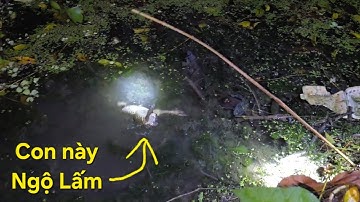 Mới cắm quay lại là dính liên tục và nồi cháo lươn khủng rừng U Minh | Săn bắt SÓC TRĂNG |