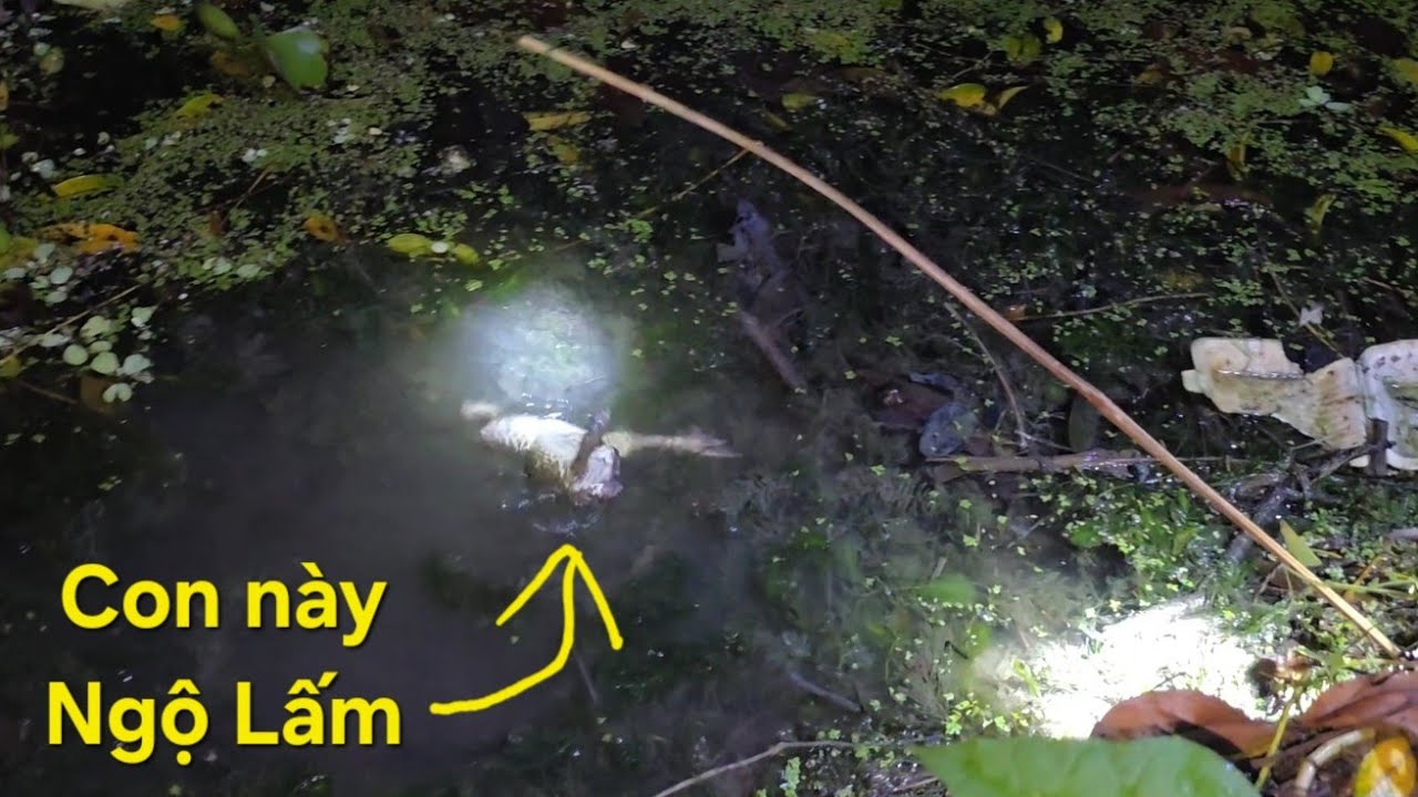 Mới cắm quay lại là dính liên tục và nồi cháo lươn khủng rừng U Minh | Săn bắt SÓC TRĂNG |