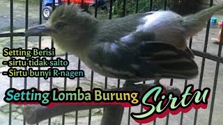 setting lomba burung sirtu