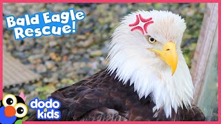 Hurt Eagle Needs A Whole Team Of Rescuers To Help Her Get Flying Again | Dodo Kids | Rescued!