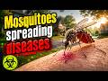 🦟 How Do Mosquitoes Transmit Diseases to Humans? Exploring the Deadly Process