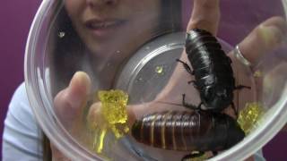 Summer Camp Instructor - Cincinnati Zoo