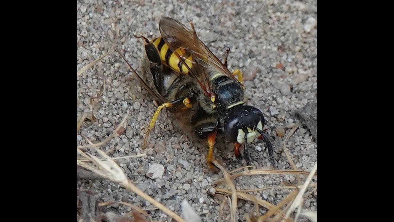 2023 Bienenwolf-Kolonie im FFH Reliktwald Lampertheim
