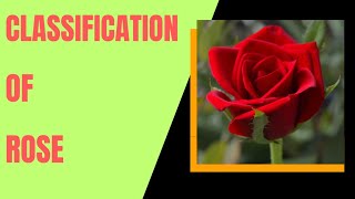 Classification of Rose(Gulab)