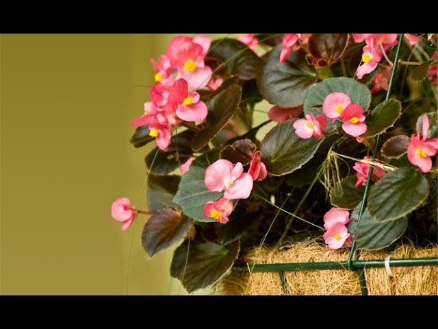 Doncella Misionero eje Begonias colgantes - Bricomanía - Jardinatis - YouTube