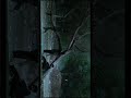 How to Shoot Cinematic Night Scene with Mobile | Dark Forest Cinematic Lighting #night #cinematic