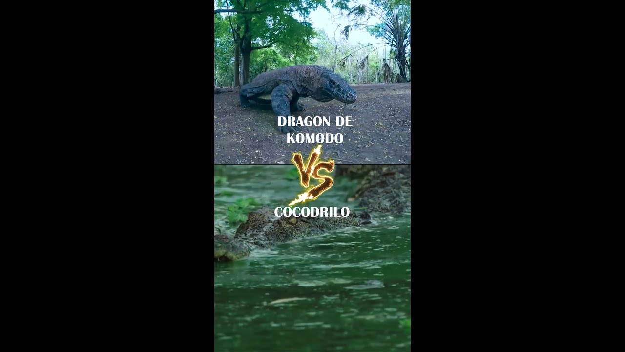 DRAGON DE KOMODO vs COCODRILO - YouTube