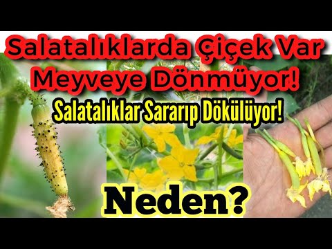 Video: İçi Boş Salatalıklar - Salatalıkların İçi Neden Boştur