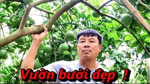 🌱Vườn bưởi ngon sai quả ông Linh Hàm Rồng Ngọc Thiện Tân yên Bắc giang🌻🌺🥗