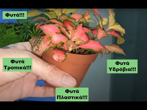 Βίντεο: Ανθοφόρα θαύματα - σταθεροποιημένα φυτά