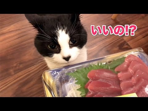 刺身を食べるねこ  