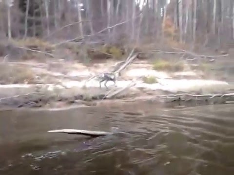 Ловля судака на стукалку Ловля судака на стукалку
