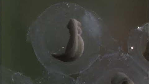 Wild America (1992) | S4 E5 