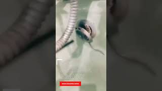 Змея заползла в ванную в Юрге (Кузбасс)
