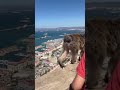 monkey almost knocks over people!!😳😱 #shorts