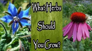 What Herbs Should You Grow for Your Medicinal Herb Garden