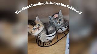 💝🐈🎉The Most Healing & Adorable Kittens 3 🥰🤗 by Qiu Share - cute & funny animals 328 views 5 days ago 2 minutes, 26 seconds