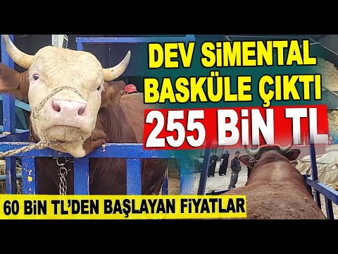 Dev Simental Dana Basküle Çıktı, 2024 Kurbanlık Fiyatları Belirlendi - Dost Besi Çiftliği Ankara