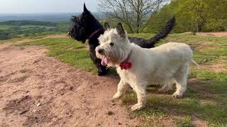 Cairn and Scottie Sunny Evening Walk ☀️ by Ruby and Rory 1,774 views 11 months ago 3 minutes, 8 seconds