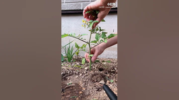 小番茄種植過程①小番茄剪枝方法，小番茄種植，小番茄前期修剪的關鍵一步 - 天天要聞