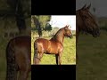 Cavalo Mangalarga Marchador🐎
