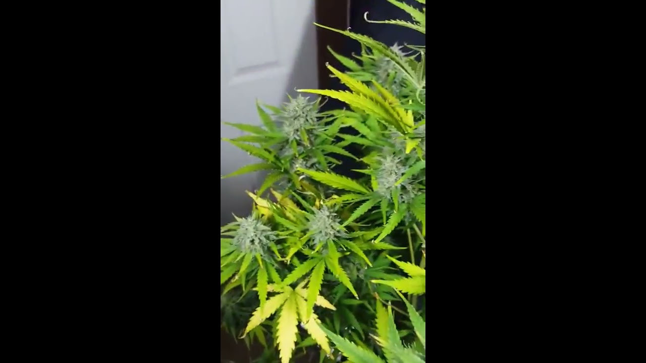 Fast Buds - Tangie'Matic mid flowering