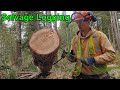Salvage Logging After Wind Storm
