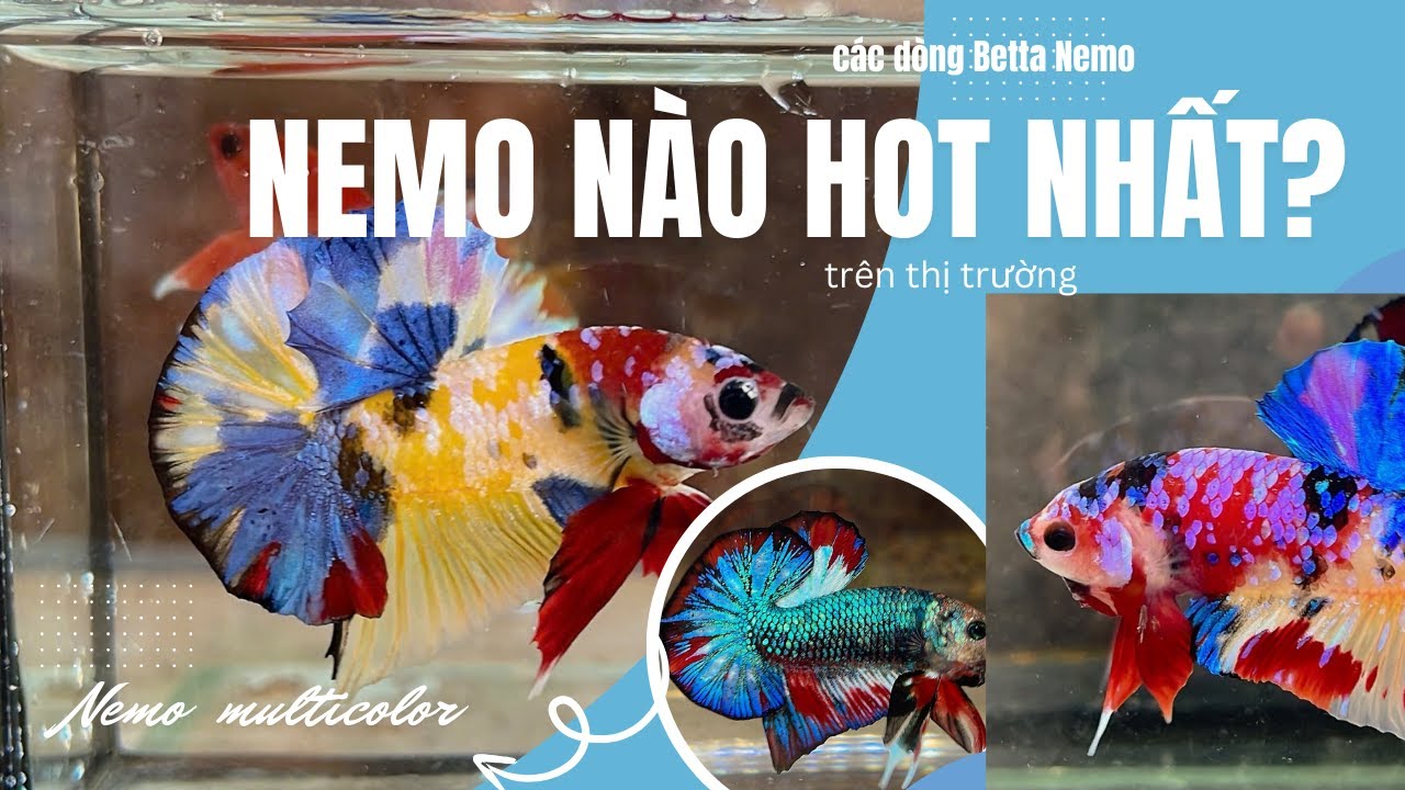 Phân biệt các tên gọi Betta Nemo thường gặp trên thị trường