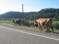 Harley riders join cattle drive in Colorado....