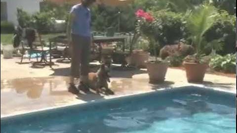 Clix Dumbbells and  Training the Retrieve with Michael Ellis