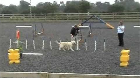 Dog Agility Demo - Moushu