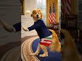 Dogs dance #ai #aibaby #babydance #dogs #shorts #shortvideo