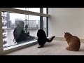 These cats love window cleaners