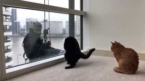 These Cats Love Window Cleaners