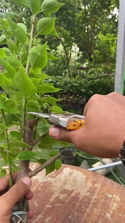 HASIL CANGKOK BOUGENVILLE #cangkok #bougenville #guntingdahan