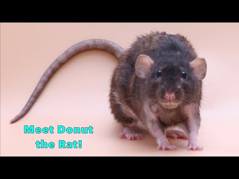 Meet my Pet Rat Donut!