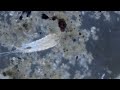 Гарпактикоиды(лат. Harpacticoida).Подкласс Веслоногие ракообразные (Copepoda).