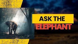 Ask the Elephant - Using Beginner’s Mind for Problem Solving // Something Else